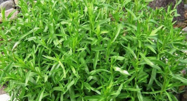 Odrůdy a druhy keřového estragonu, jak vybrat voňavý estragon a jeho použití